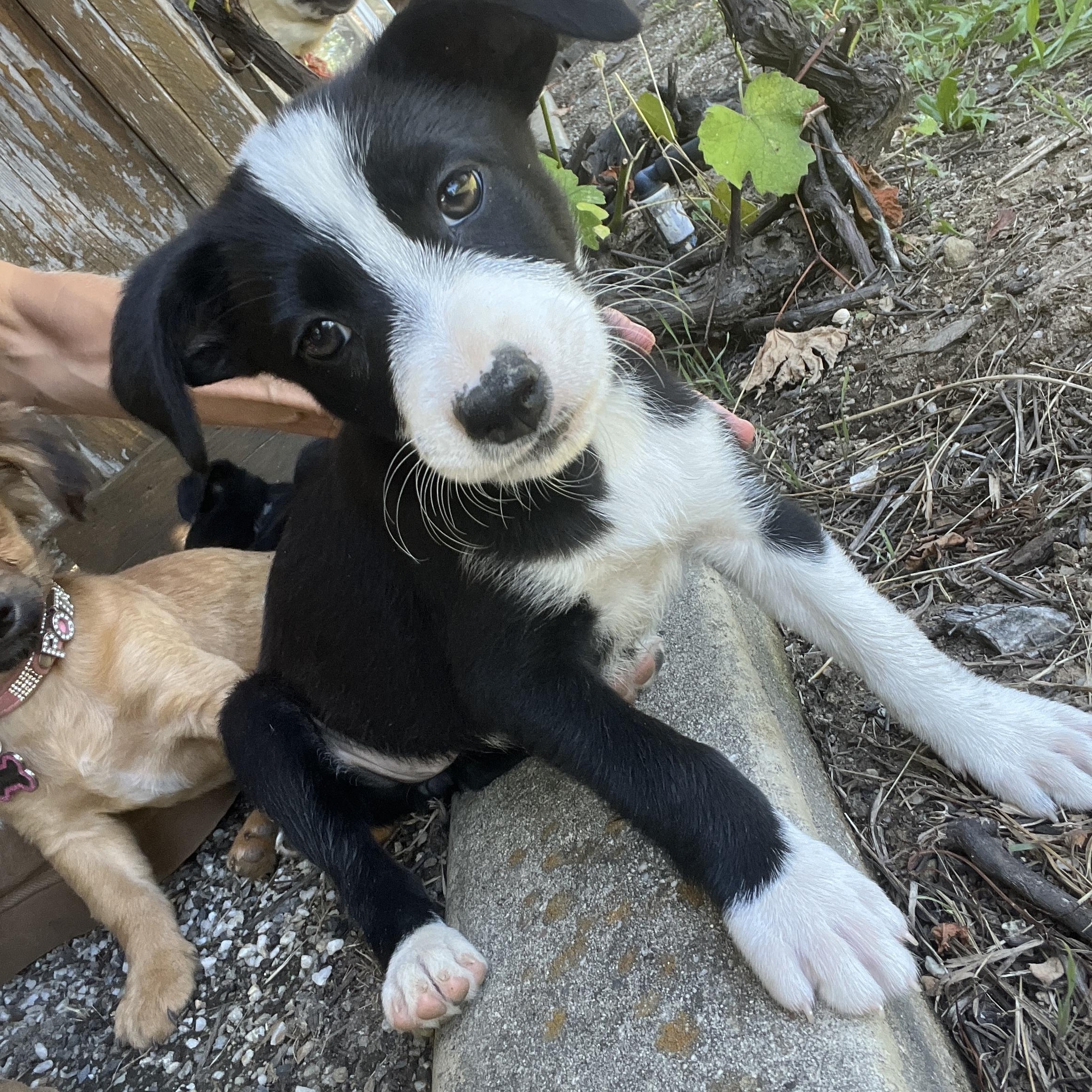 Oreo, adopted, Puppy Female Terrier.