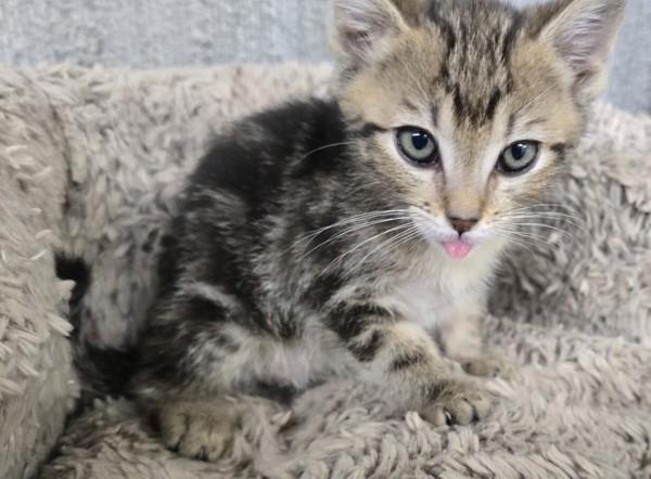 Ramen, Adoptable, Kitten Female Domestic Short Hair.