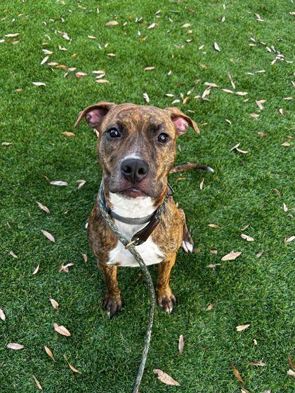 Enlarge Tallahassee - 3, a Adoptable mixed breed in Daytona Beach, FL image 1/1