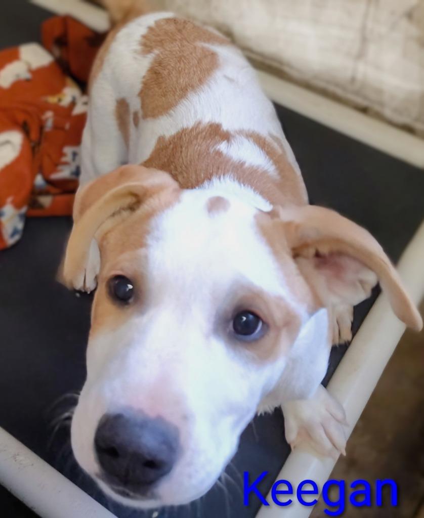 Keegan, Adoptable, Puppy Male Australian Cattle Dog / Blue Heeler.