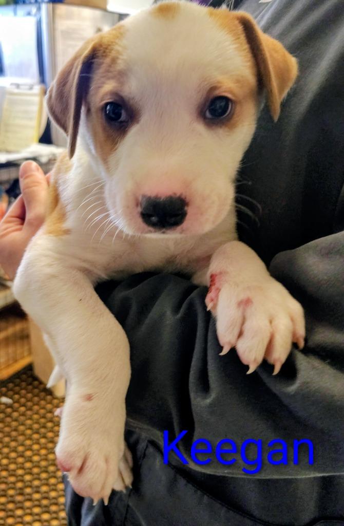 Enlarge Keegan, a Adoptable Australian Cattle Dog / Blue Heeler in Mena, AR image 2/4