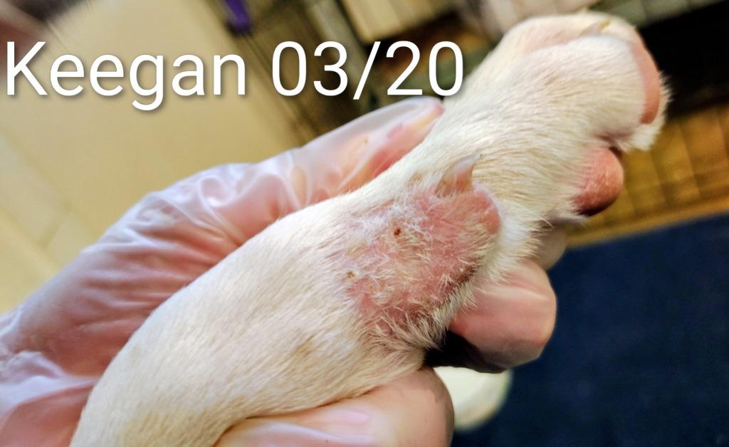 Enlarge Keegan, a Adoptable Australian Cattle Dog / Blue Heeler in Mena, AR image 3/4