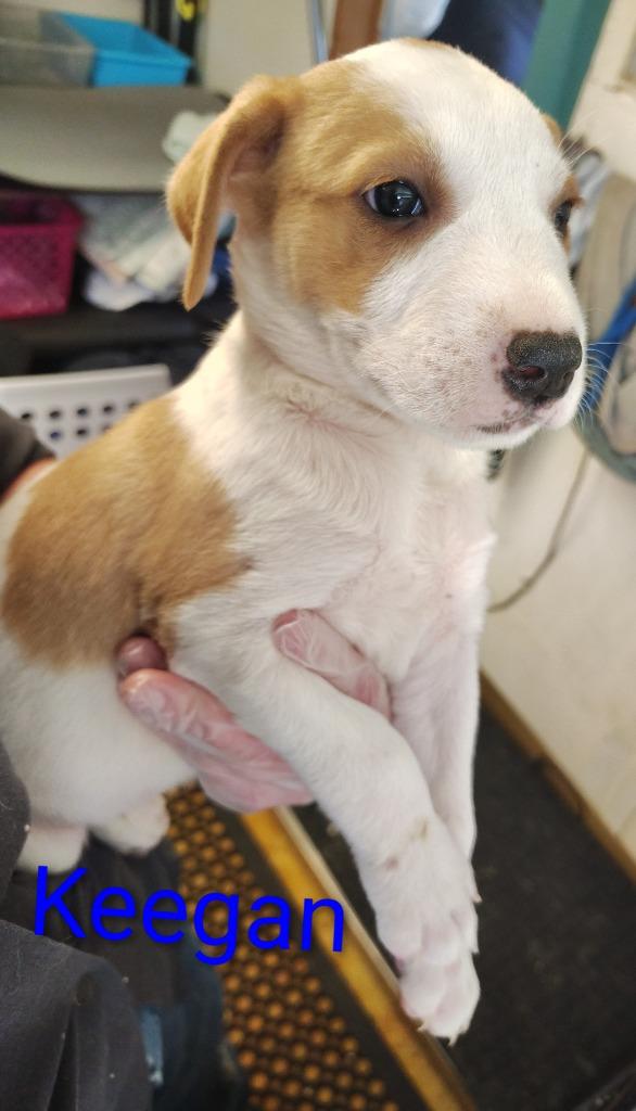 Enlarge Keegan, a Adoptable Australian Cattle Dog / Blue Heeler in Mena, AR image 4/4