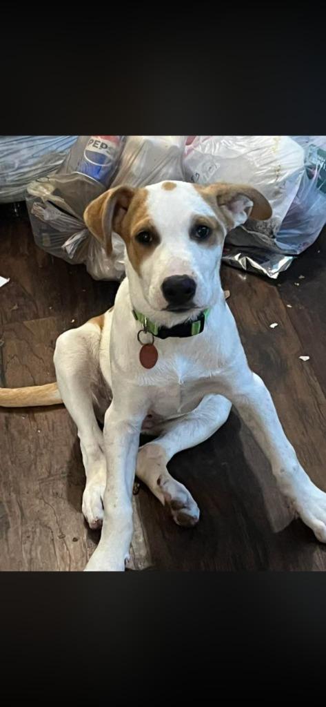 Enlarge Keegan, a Adopted Australian Cattle Dog / Blue Heeler in Mena, AR image 5/5