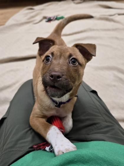 Natale, a ADOPTABLE mixed breed in Woodstock, IL image 2/3