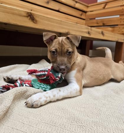 Natale, ADOPTABLE, Puppy Female Terrier.