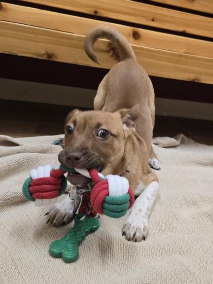 Natale, a ADOPTABLE mixed breed in Woodstock, IL image 3/3