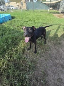 Enlarge Sasuke, a Adoptable Terrier in Humble, TX image 1/1