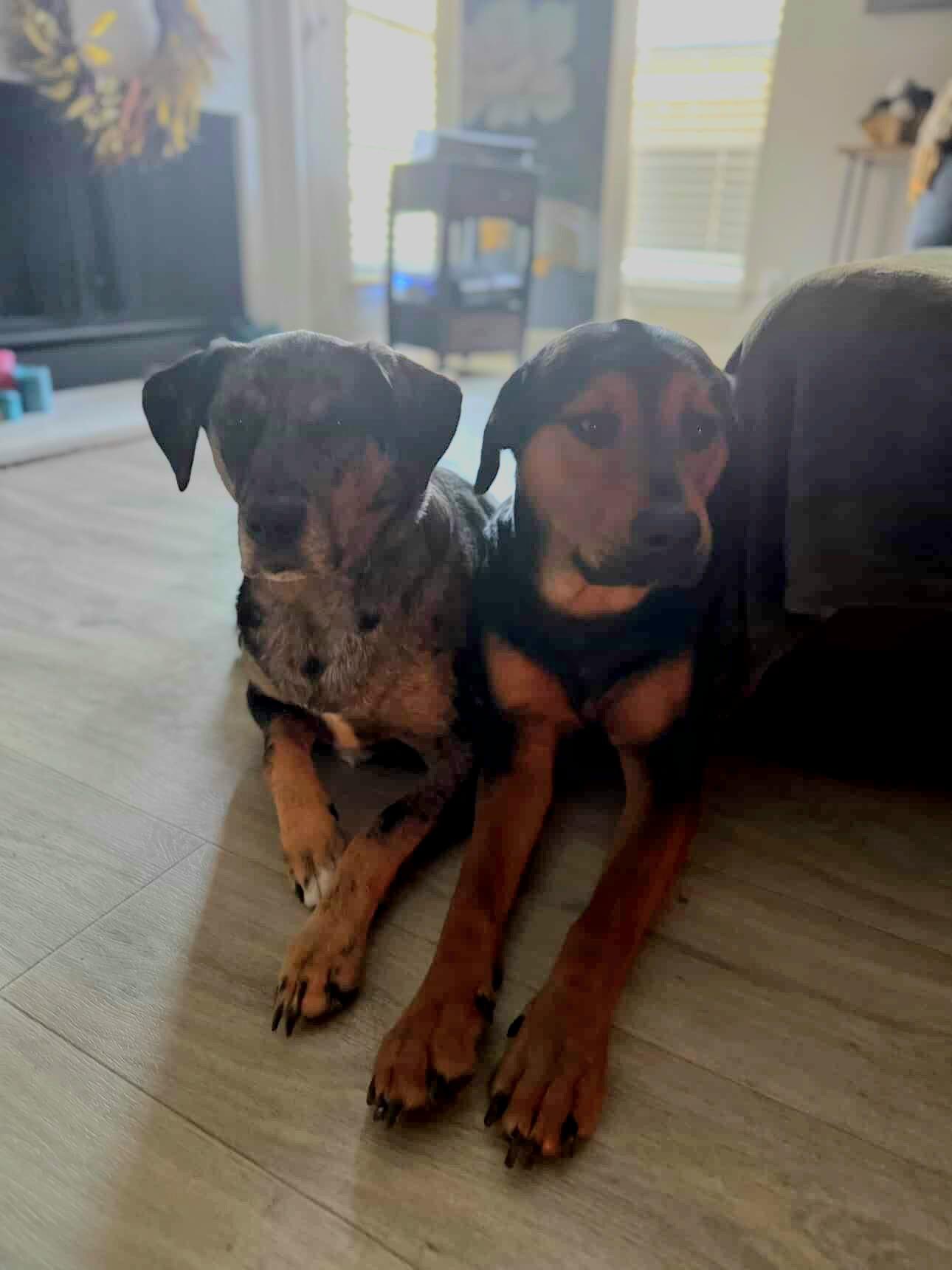 Stella " Catahoula Female Family Pet ", a Adoptable mixed breed in Flower Mound, TX image 2/2