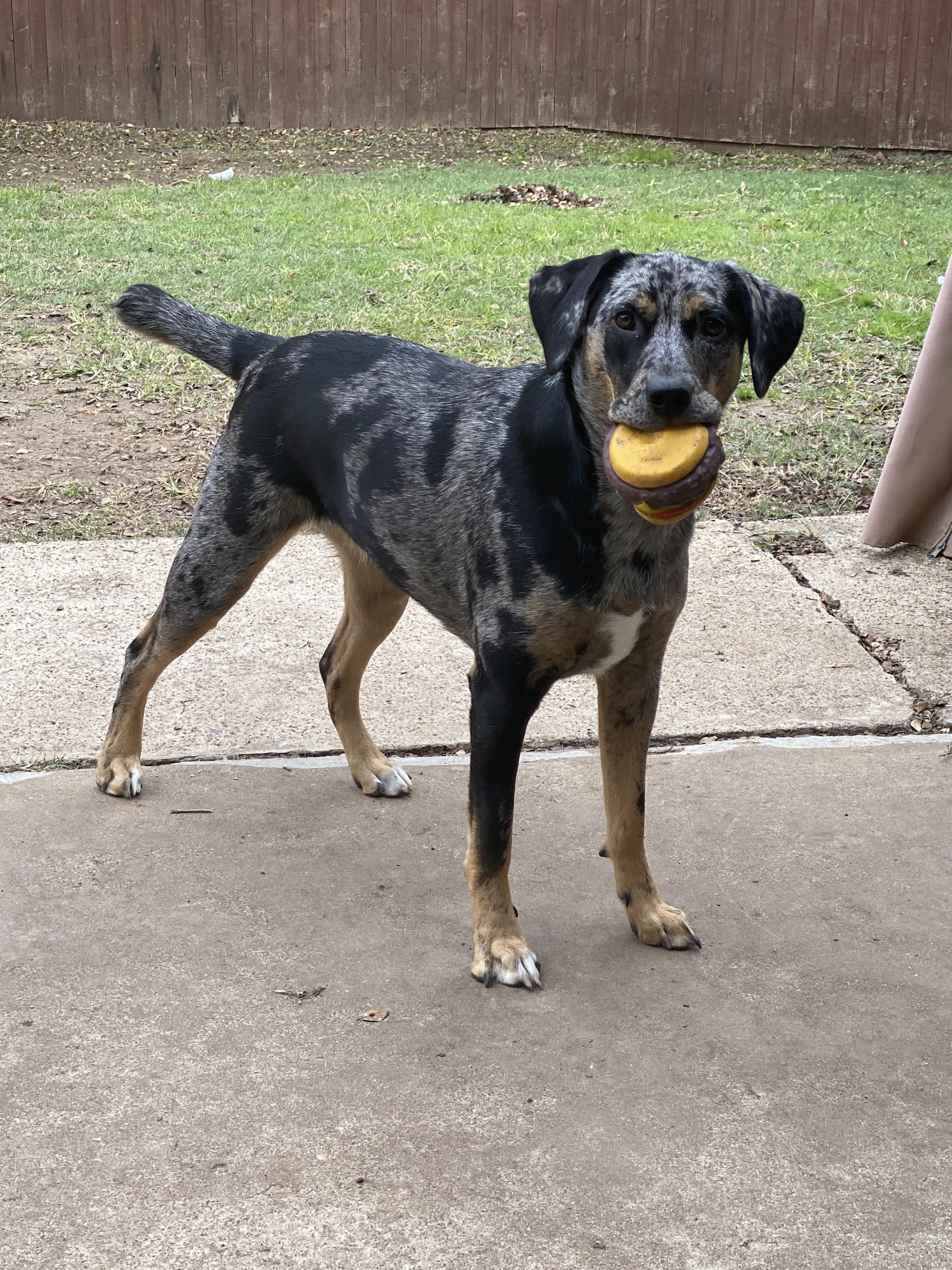 Stella " Catahoula Female Family Pet ", a Adoptable mixed breed in Flower Mound, TX image 1/2