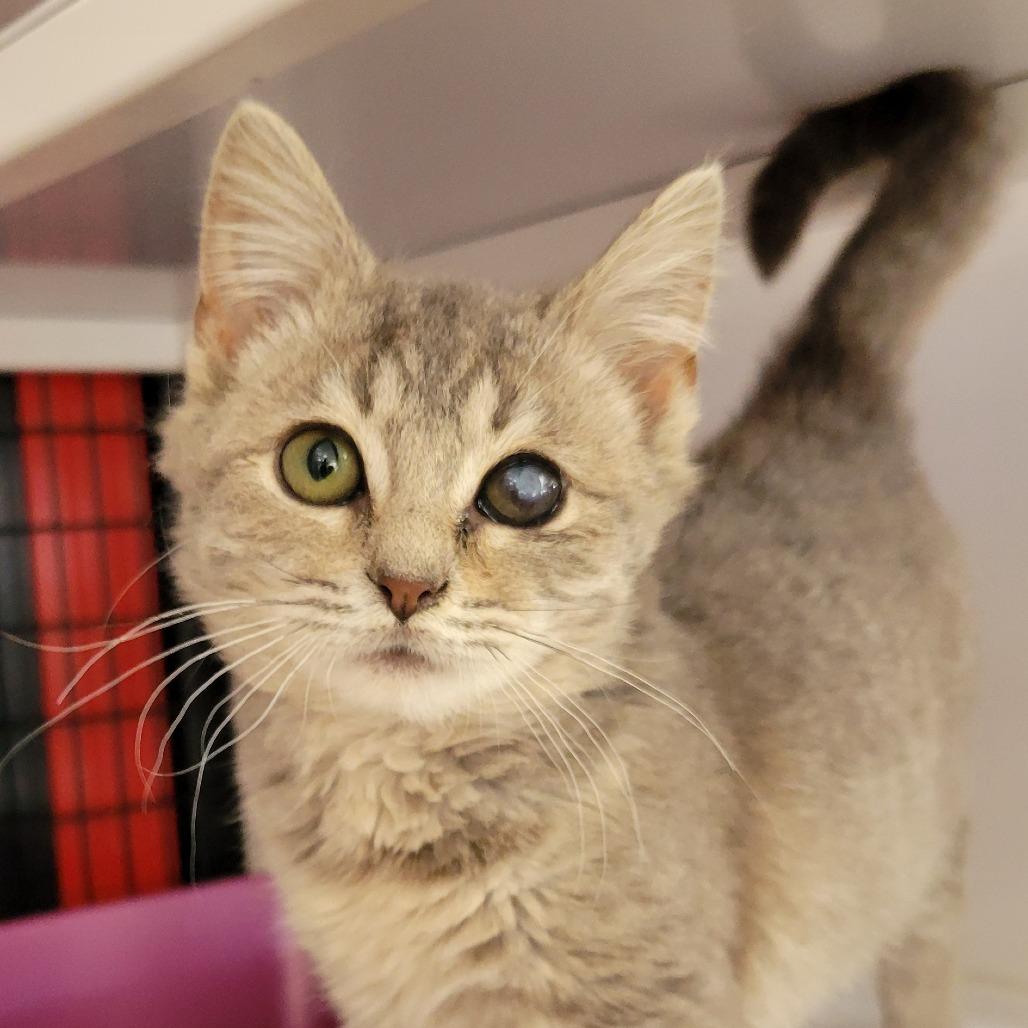 Cornflake, Adoptable, Kitten Male Domestic Medium Hair.