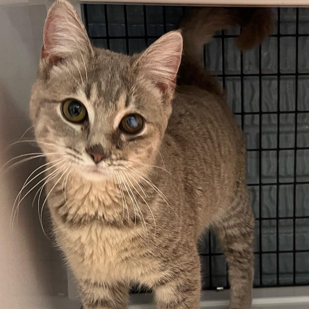 Enlarge Cornflake, a Adoptable Domestic Medium Hair in Ruckersville, VA image 2/2