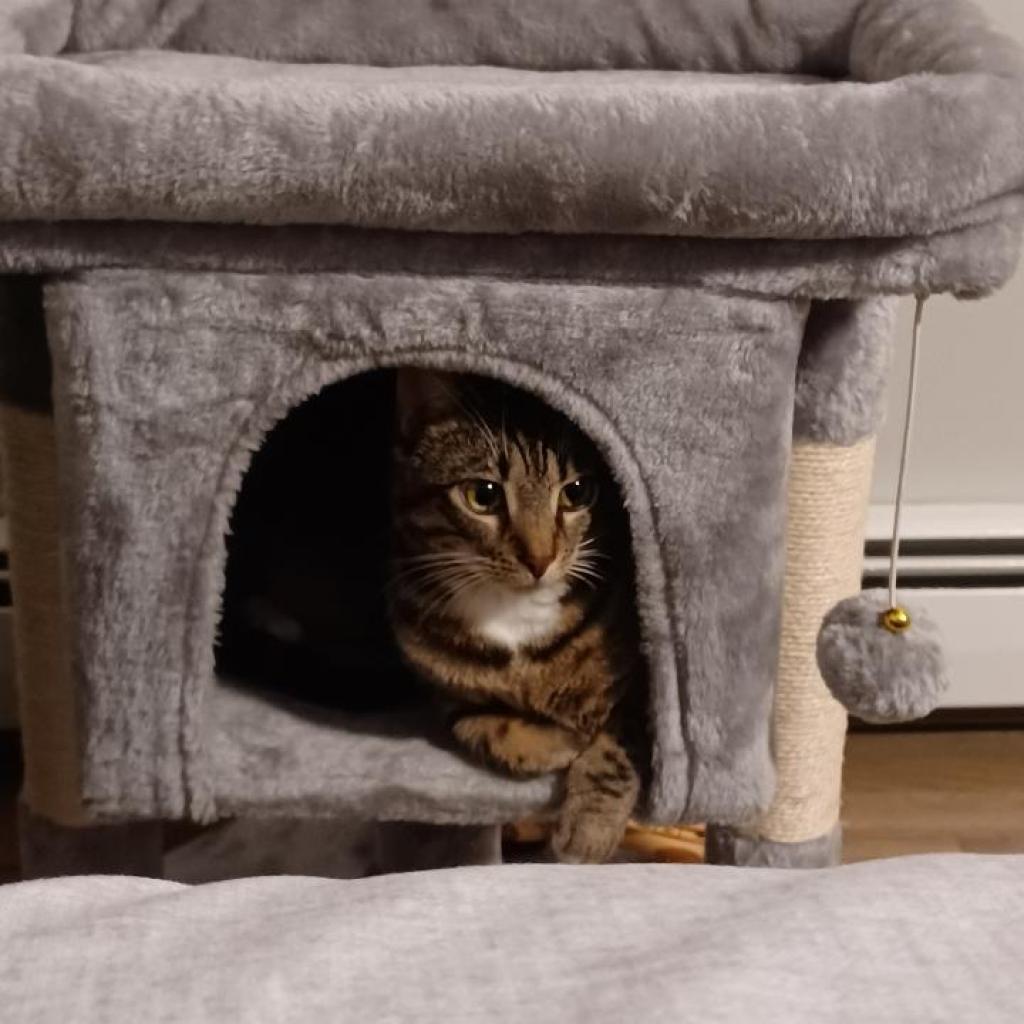 Mysti, Adoptable, Adult Female Domestic Short Hair.