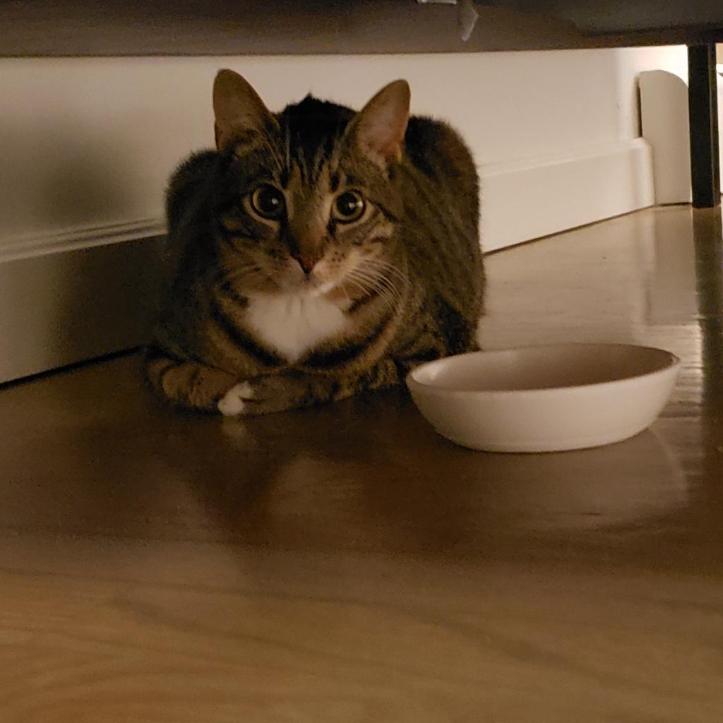 Enlarge Mysti, a Adoptable Domestic Short Hair in Wappingers Falls, NY image 3/4