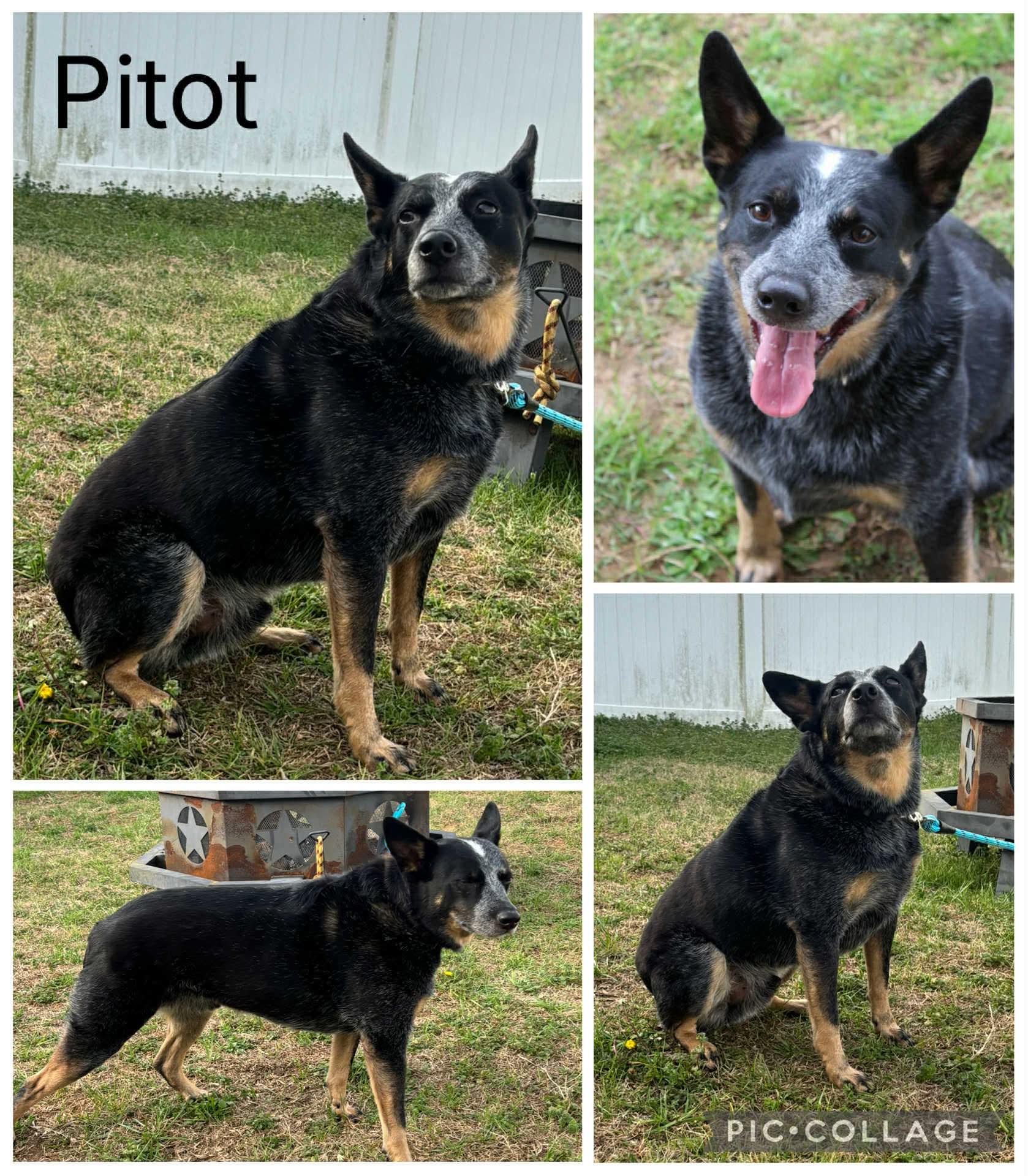 Enlarge Pitot, a ADOPTABLE Australian Cattle Dog / Blue Heeler in Enterprise, AL image 2/2
