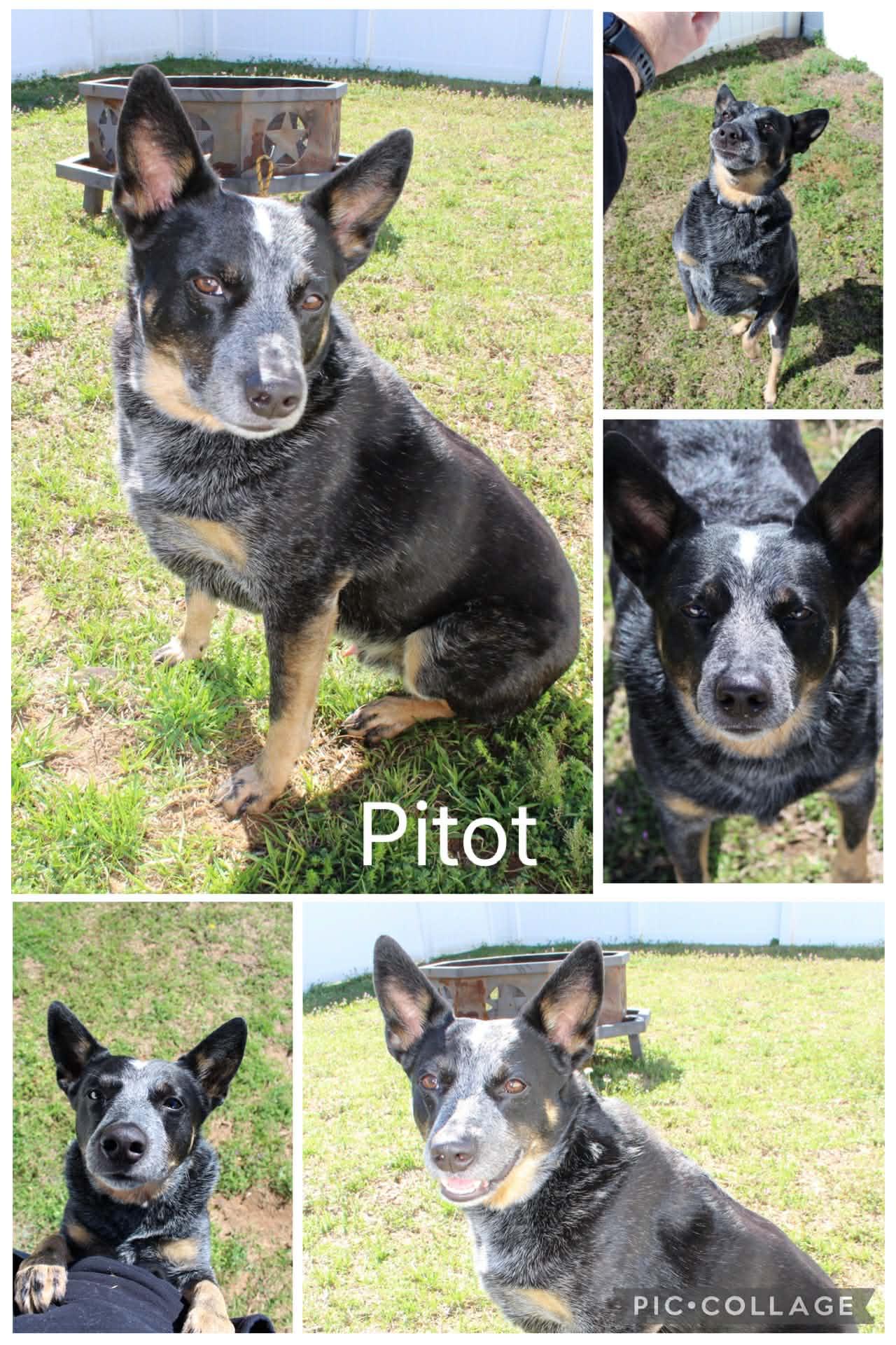 Pitot, ADOPTABLE, Adult Male Australian Cattle Dog / Blue Heeler.