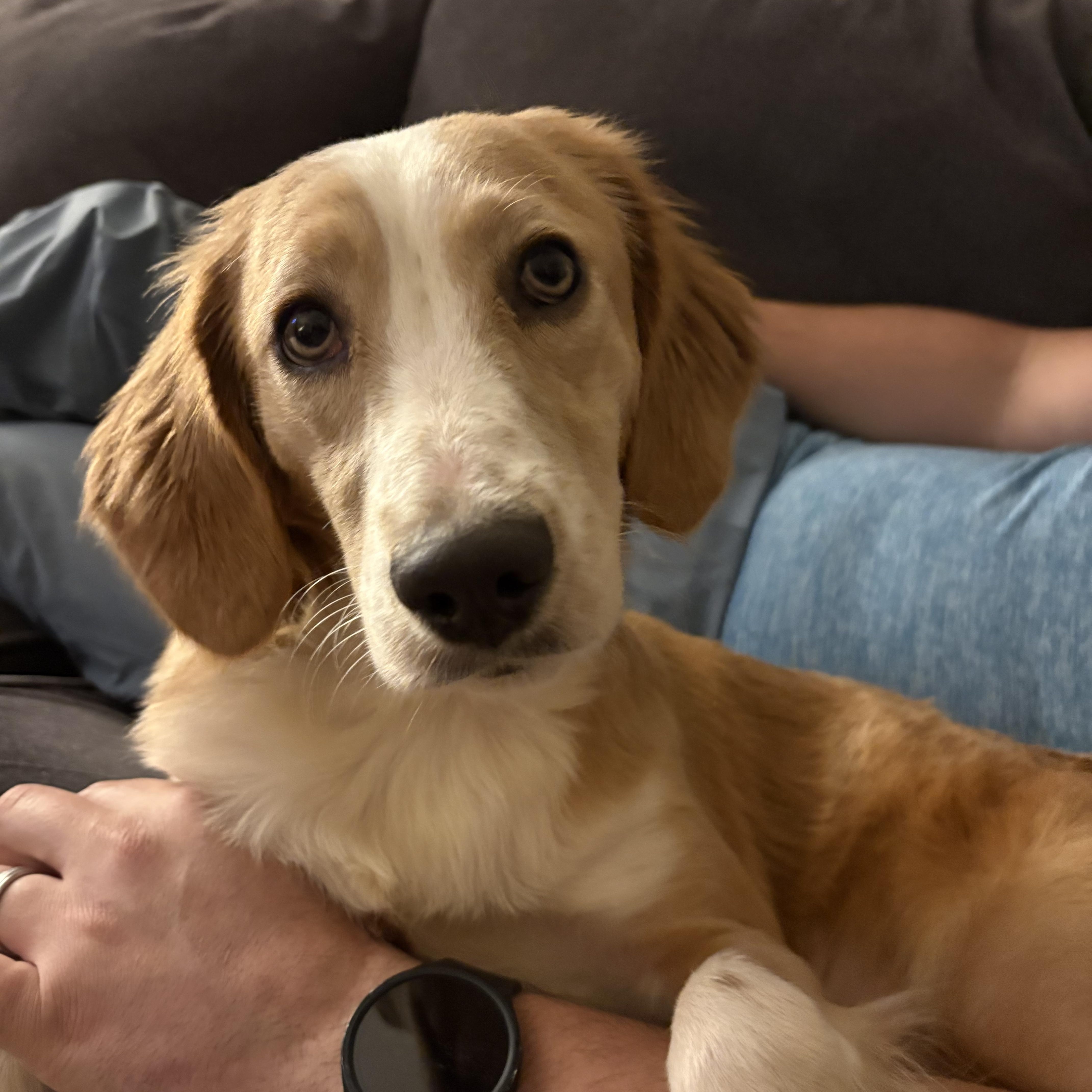 Mya, ADOPTABLE, Adult Female Beagle & Basset Hound.