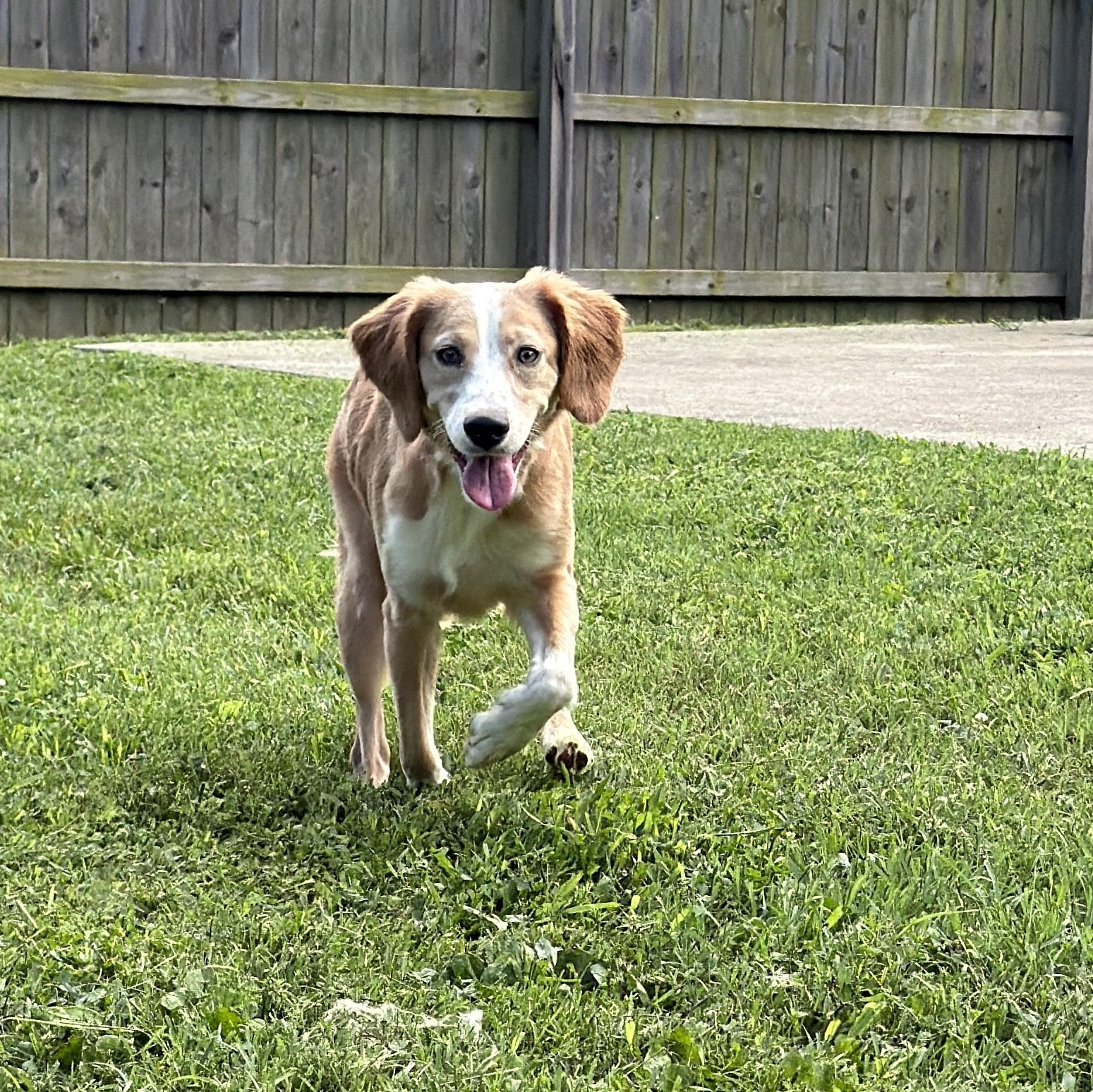 Enlarge Mya, a ADOPTABLE mixed breed in Jeffersonville, IN image 3/6