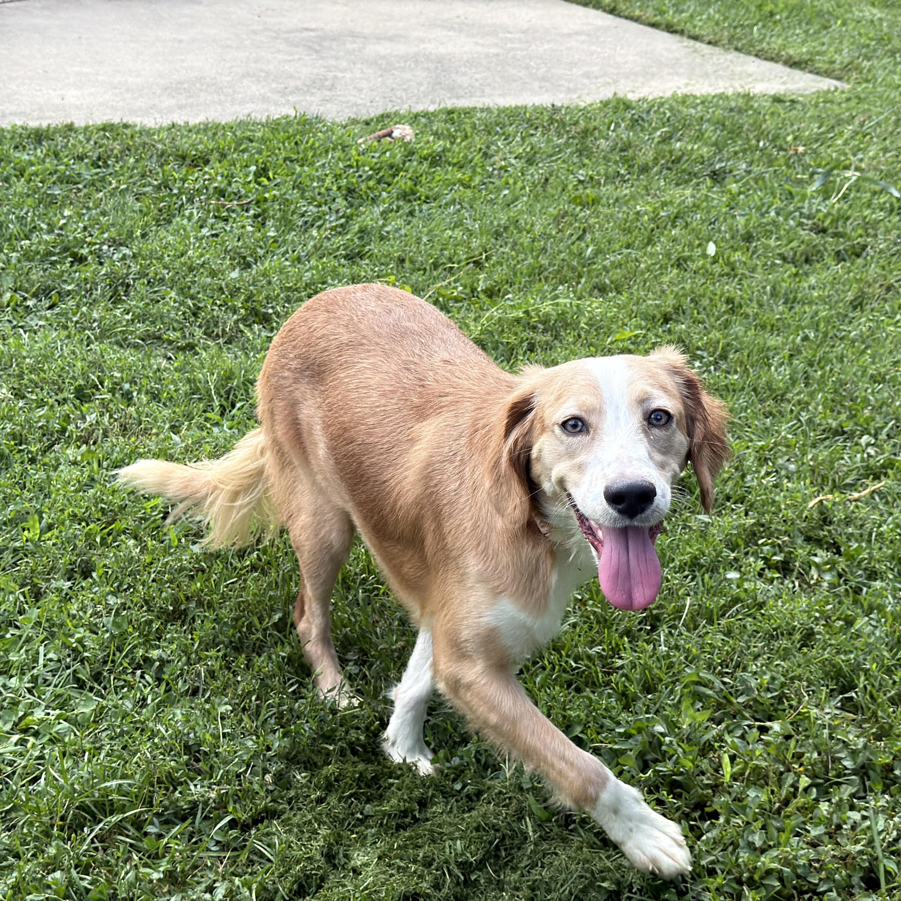 Enlarge Mya, a ADOPTABLE mixed breed in Jeffersonville, IN image 2/6