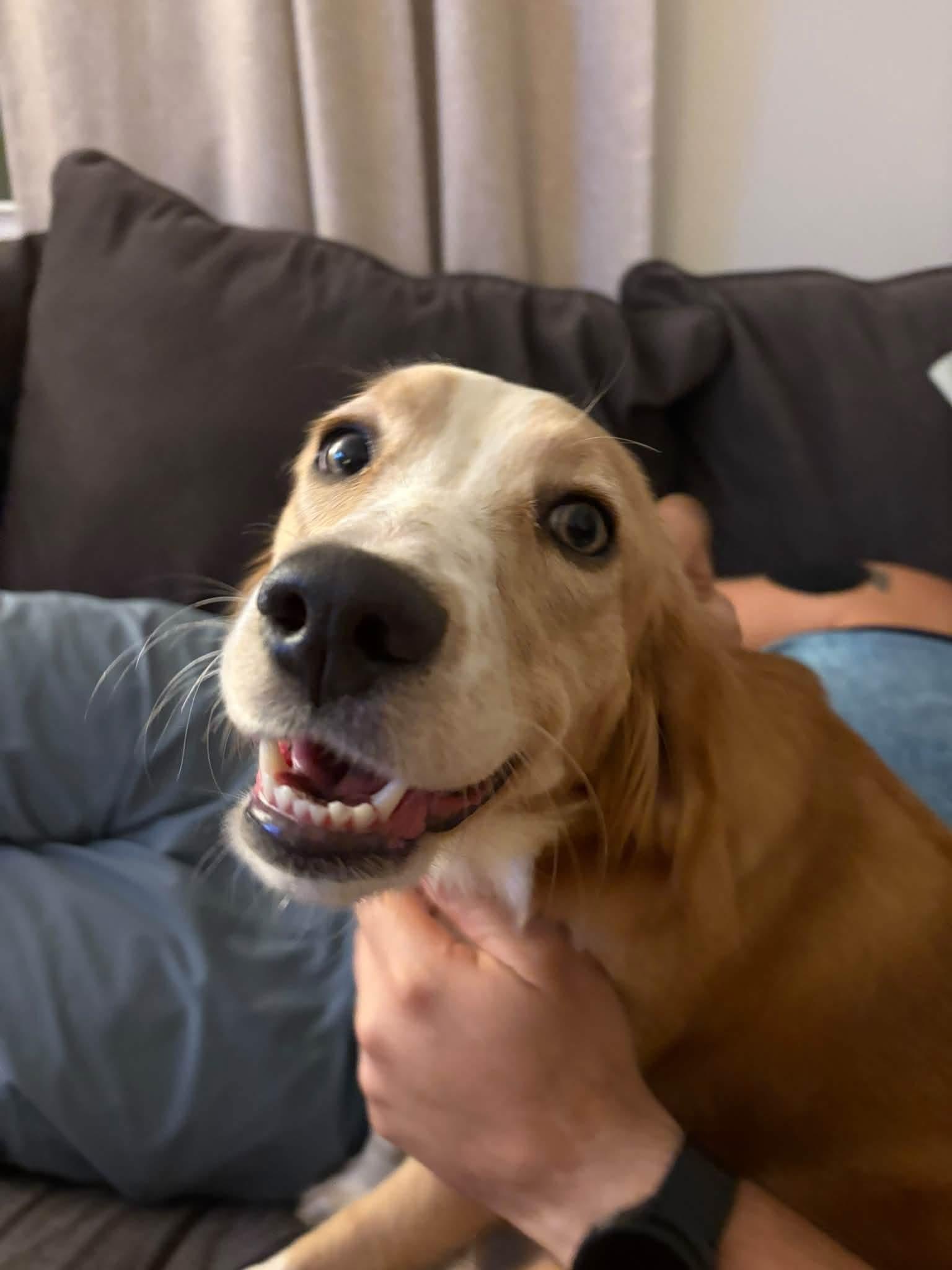Enlarge Mya, a Adoptable mixed breed in Jeffersonville, IN image 6/6