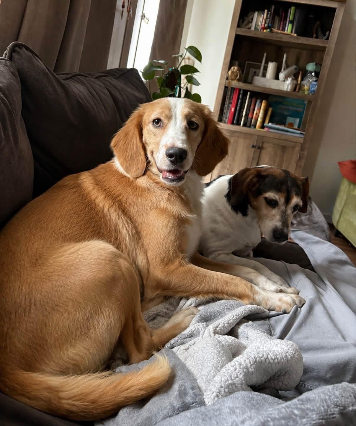 Mya, Adoptable, Adult Female Golden Retriever & Beagle.