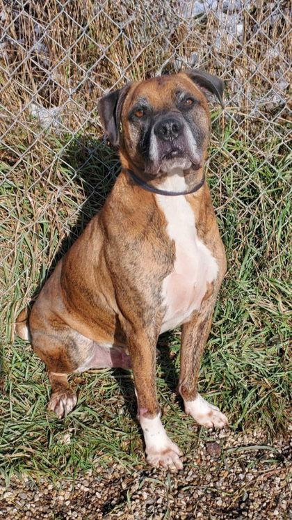 Hank (6849), Adoptable, Adult Male Boxer.