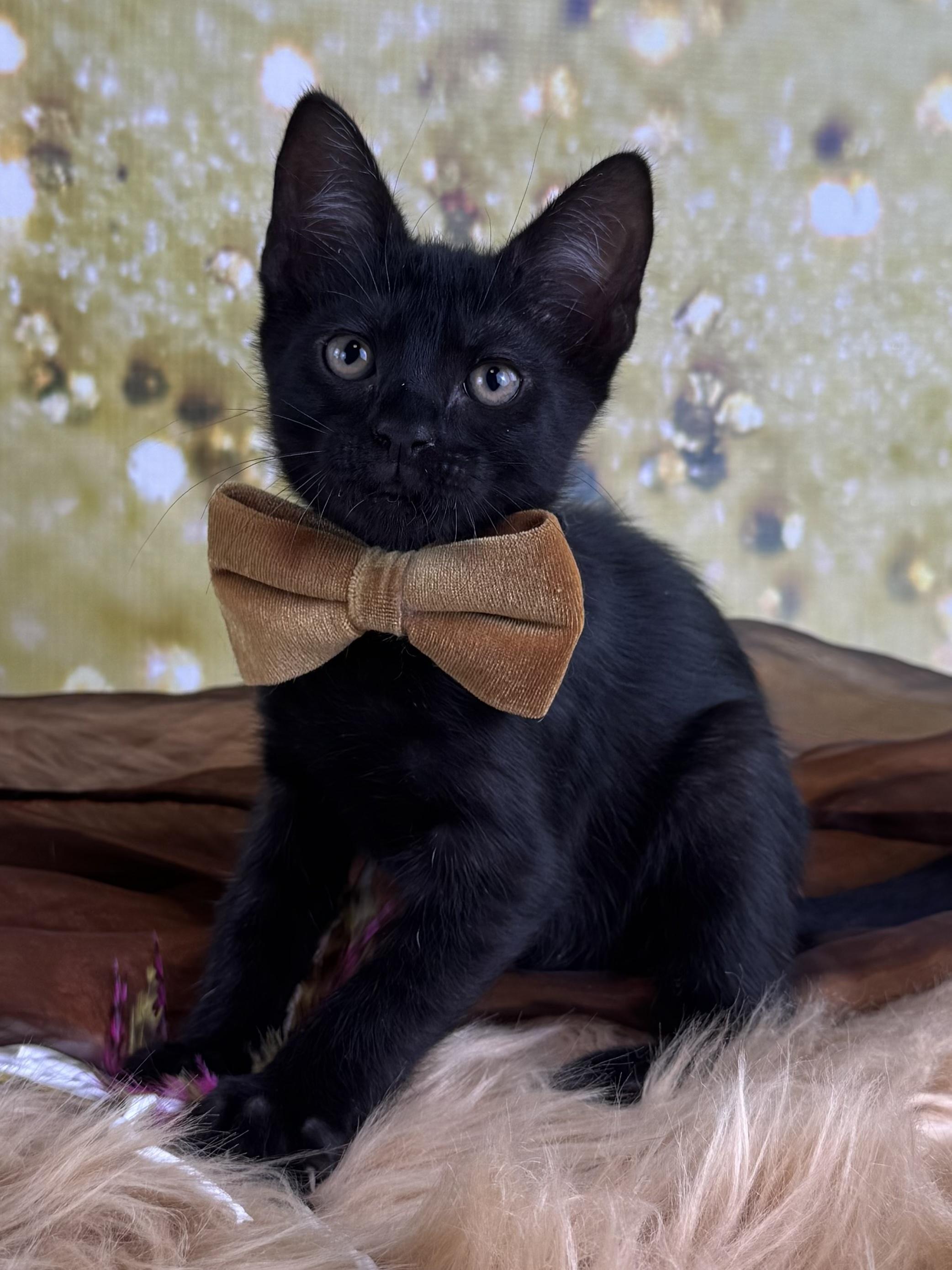 Enlarge Panther, a ADOPTABLE mixed breed in Houston, TX image 3/6