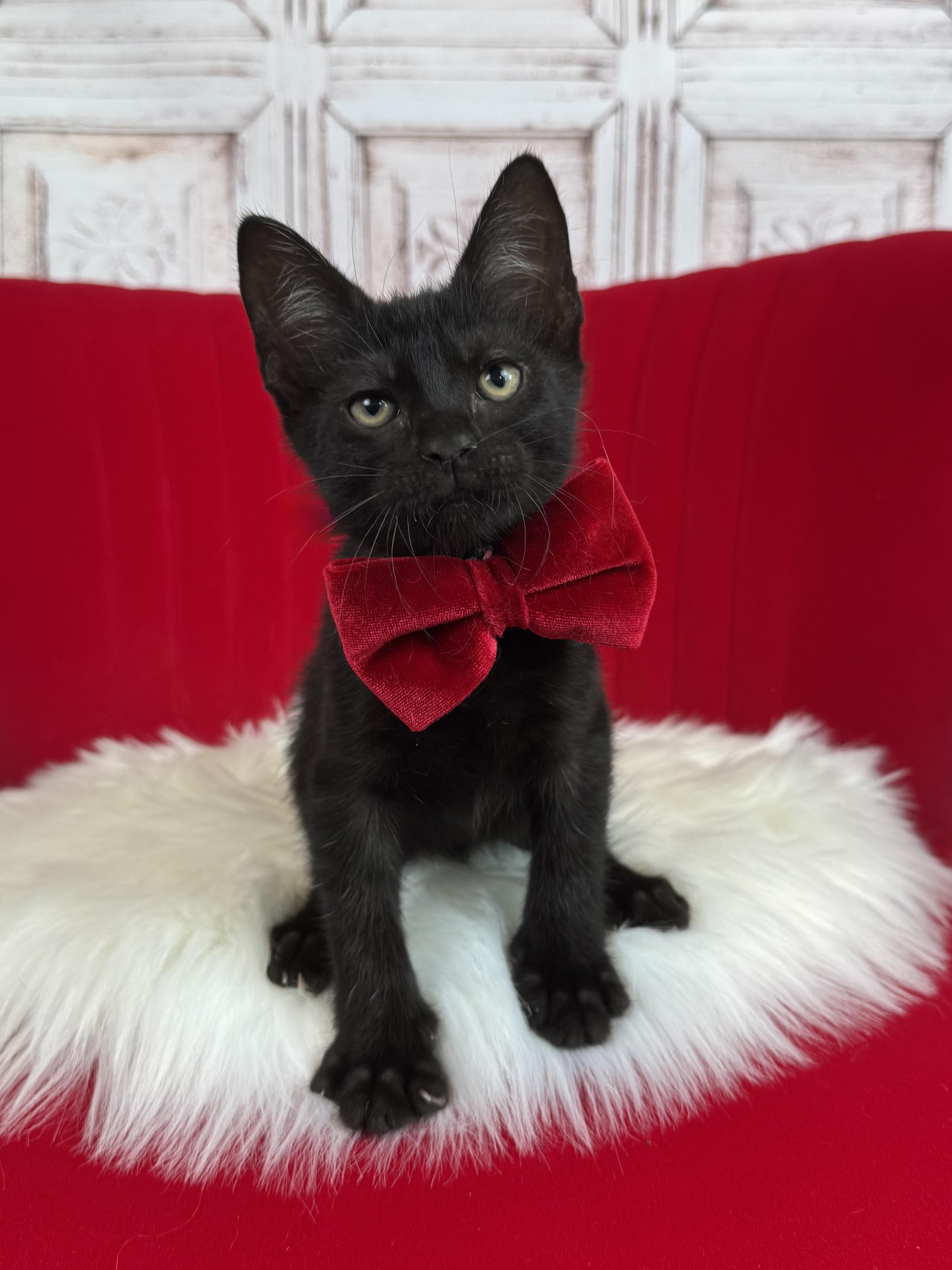 Enlarge Panther, a ADOPTABLE mixed breed in Houston, TX image 6/6