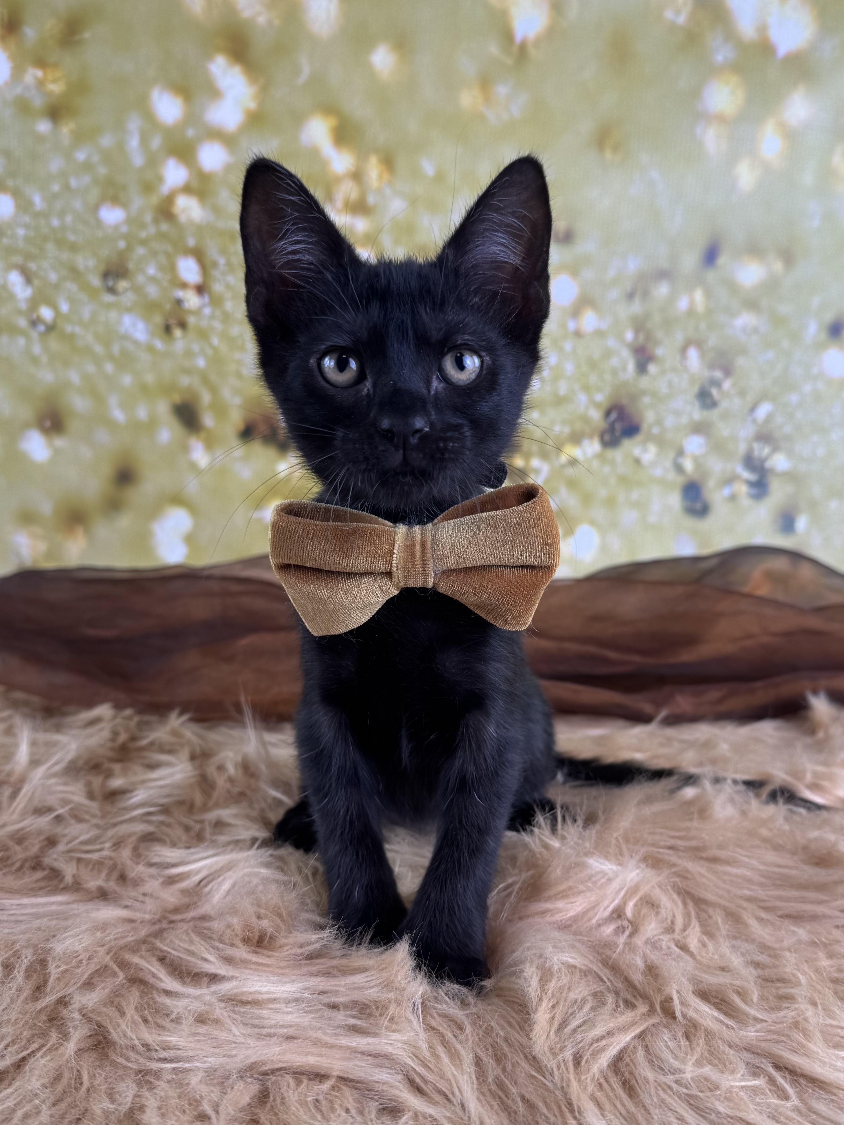 Enlarge Panther, a ADOPTABLE mixed breed in Houston, TX image 5/6