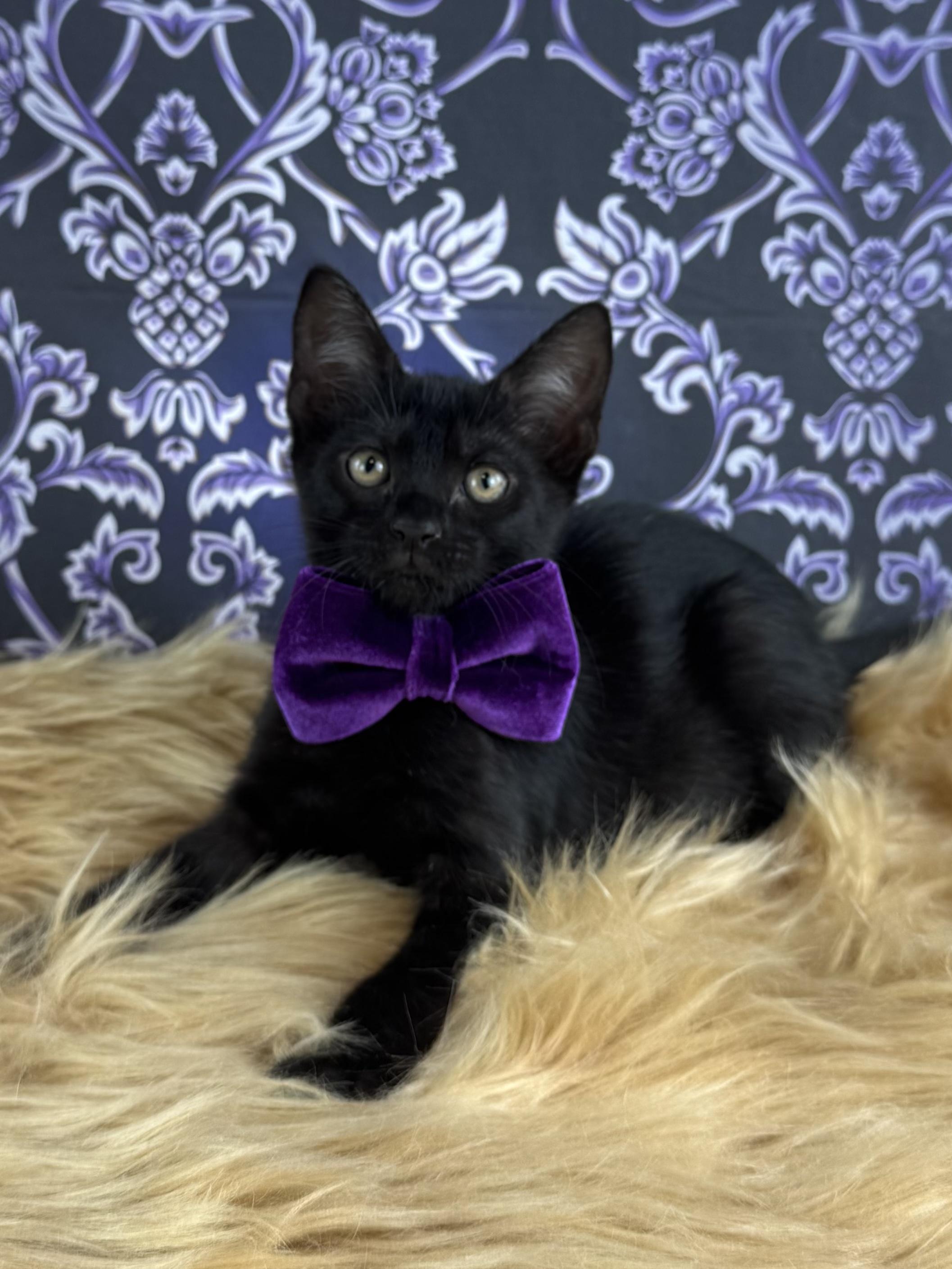 Enlarge Panther, a ADOPTABLE mixed breed in Houston, TX image 2/6