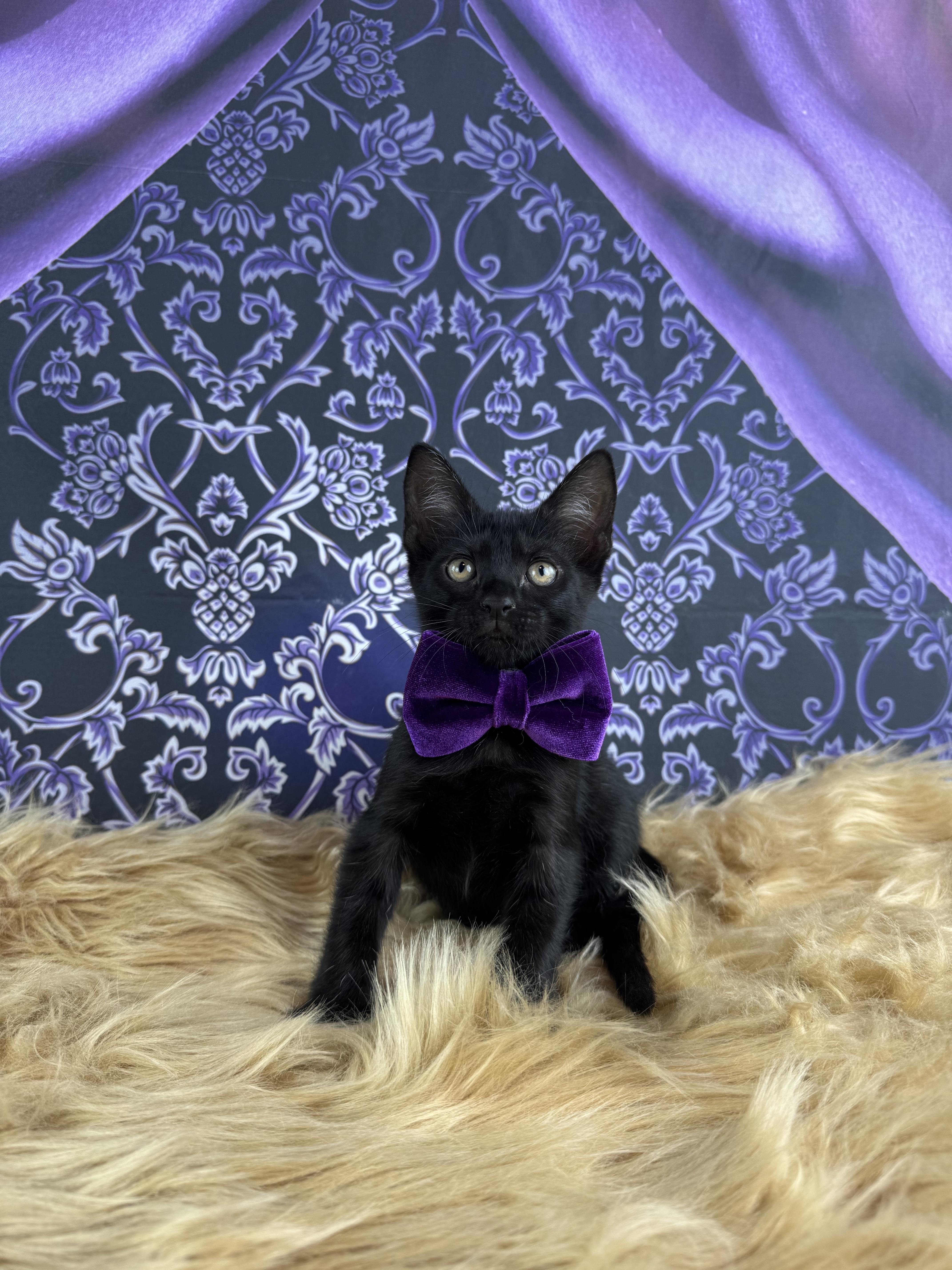Enlarge Panther, a ADOPTABLE mixed breed in Houston, TX image 4/6