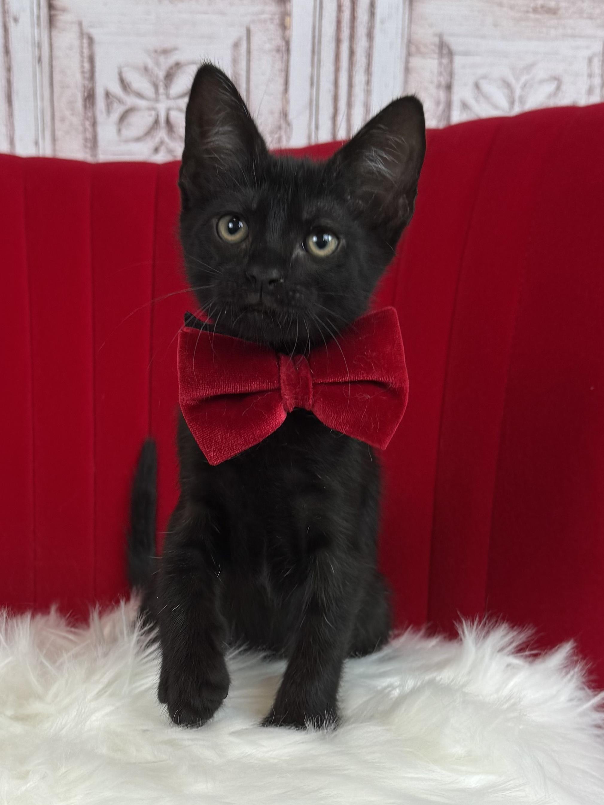 Panther, ADOPTABLE, Kitten Male Domestic Short Hair & Bombay.