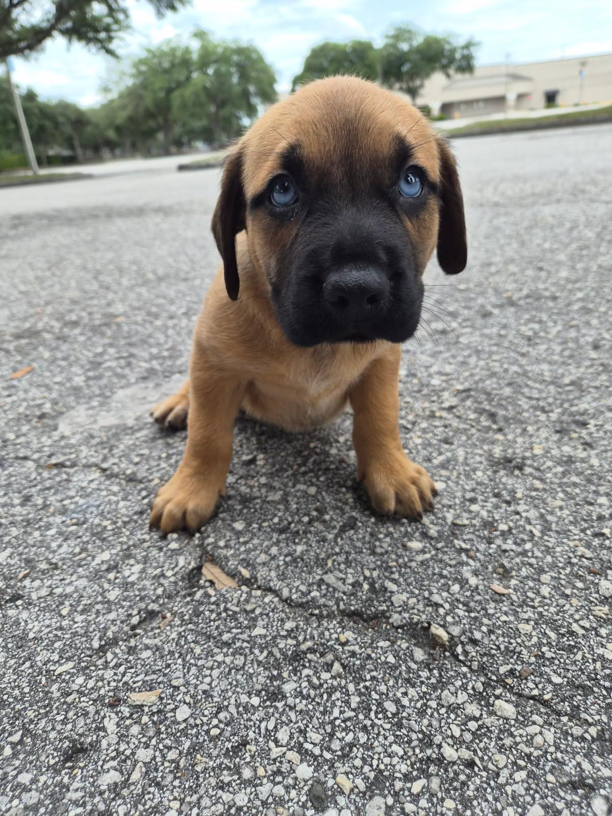 Aston, adoptable, Puppy Male Black Mouth Cur & Mastiff.