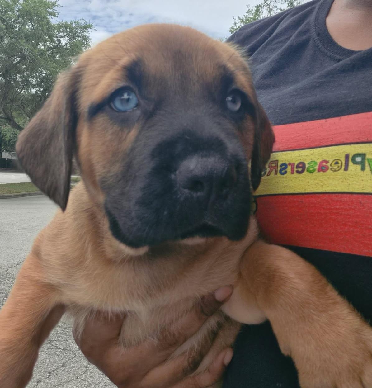 Enlarge Aston, an adoptable mixed breed in Orlando, FL image 3/3