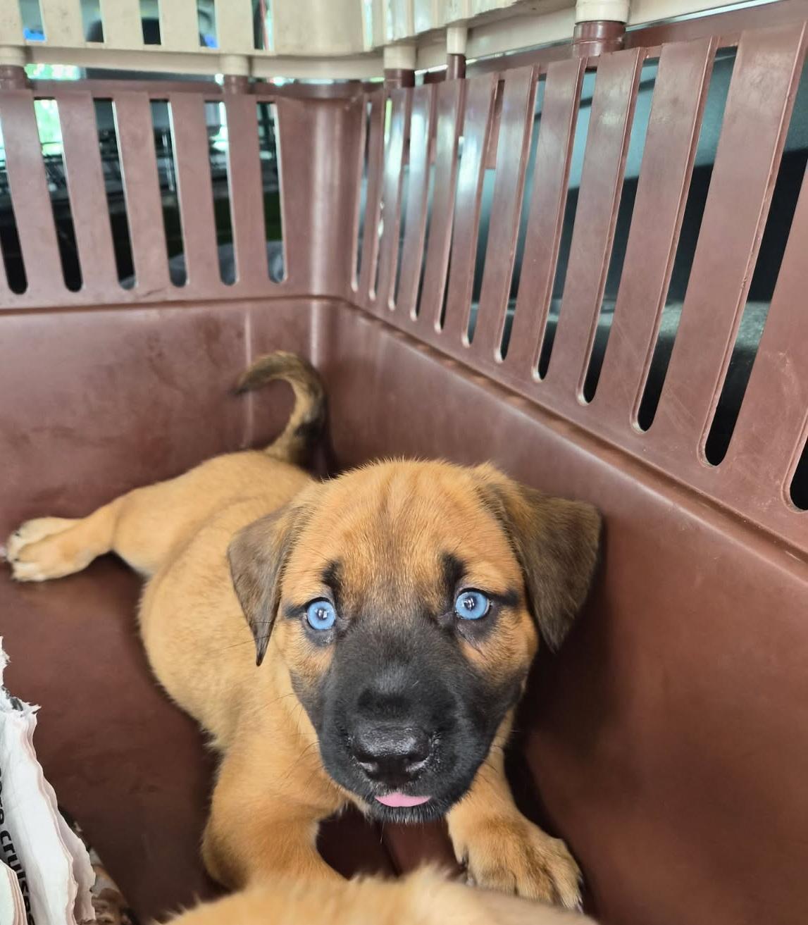 Enlarge Aston, an adoptable mixed breed in Orlando, FL image 2/3