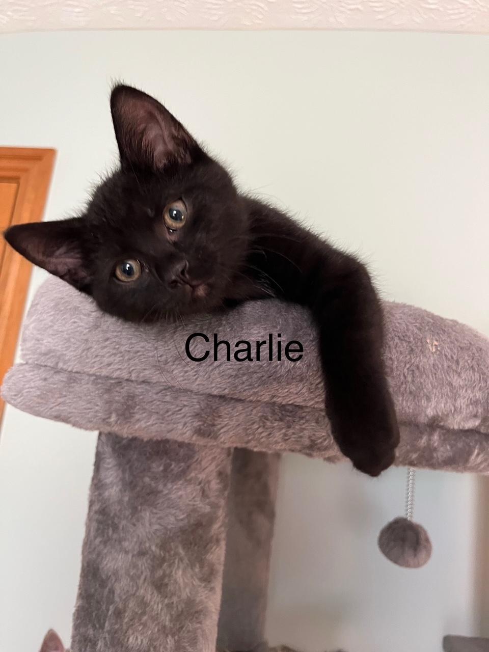 Charlie, Baby Male Domestic Short Hair
