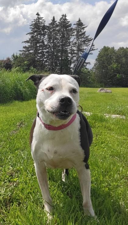 -LEXI in Maine, a Adoptable mixed breed in Augusta, ME image 1/3