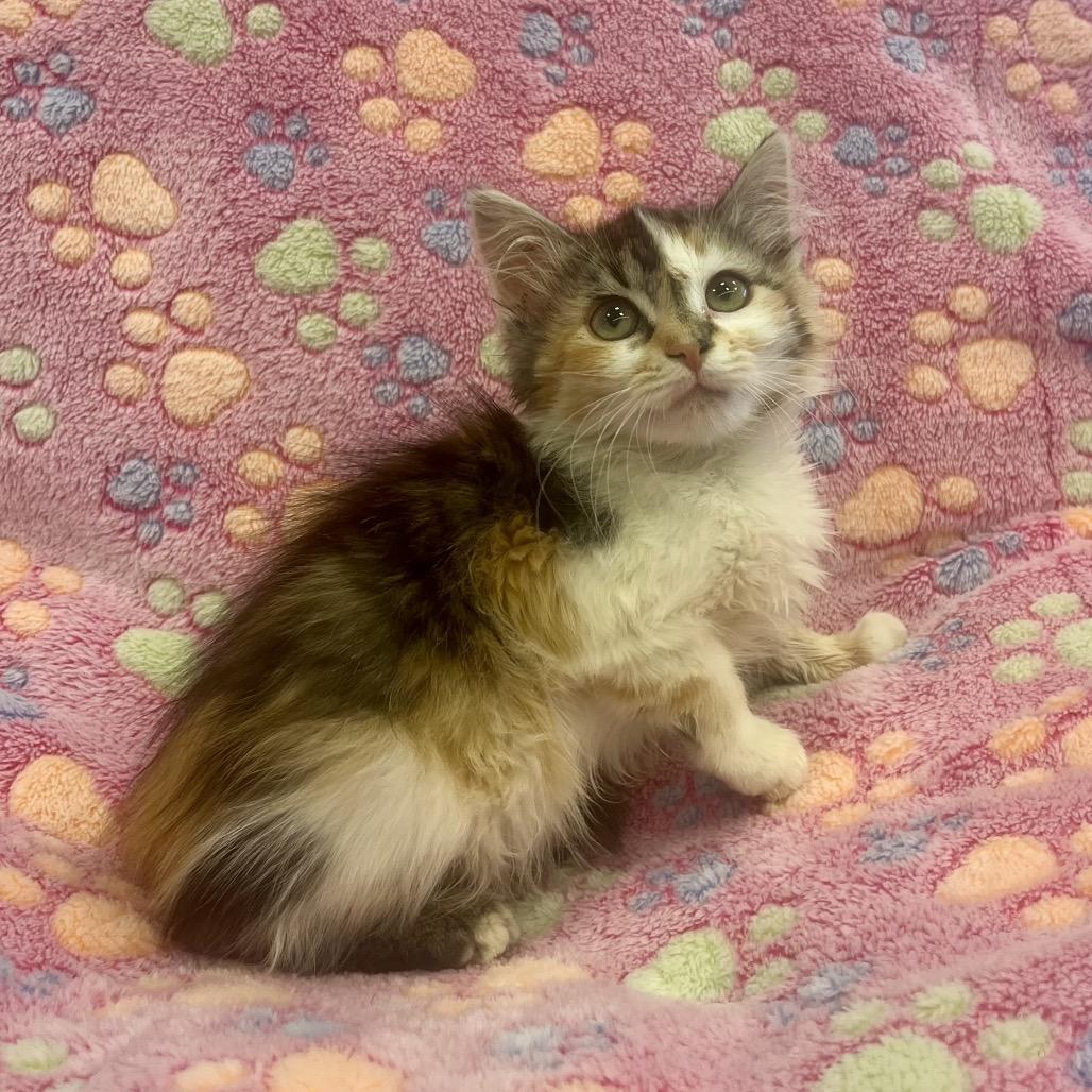 Shelly, Adoptable, Kitten Female Domestic Medium Hair.