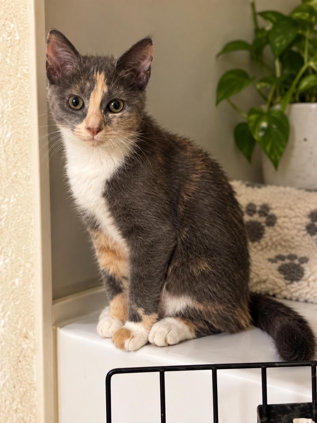 Enlarge Flyer, a Adoptable Domestic Short Hair in Akron, OH image 1/1