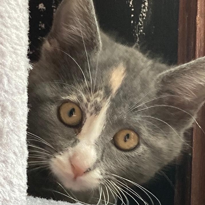 NORA—URGENT! photo 4