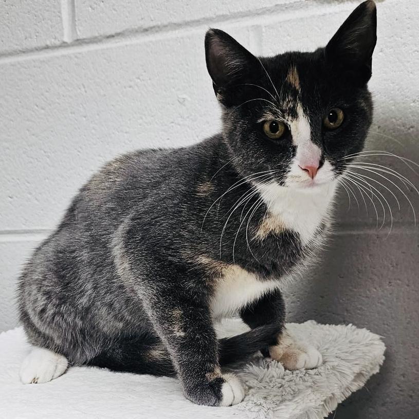 NORA—URGENT!, Baby Female Calico