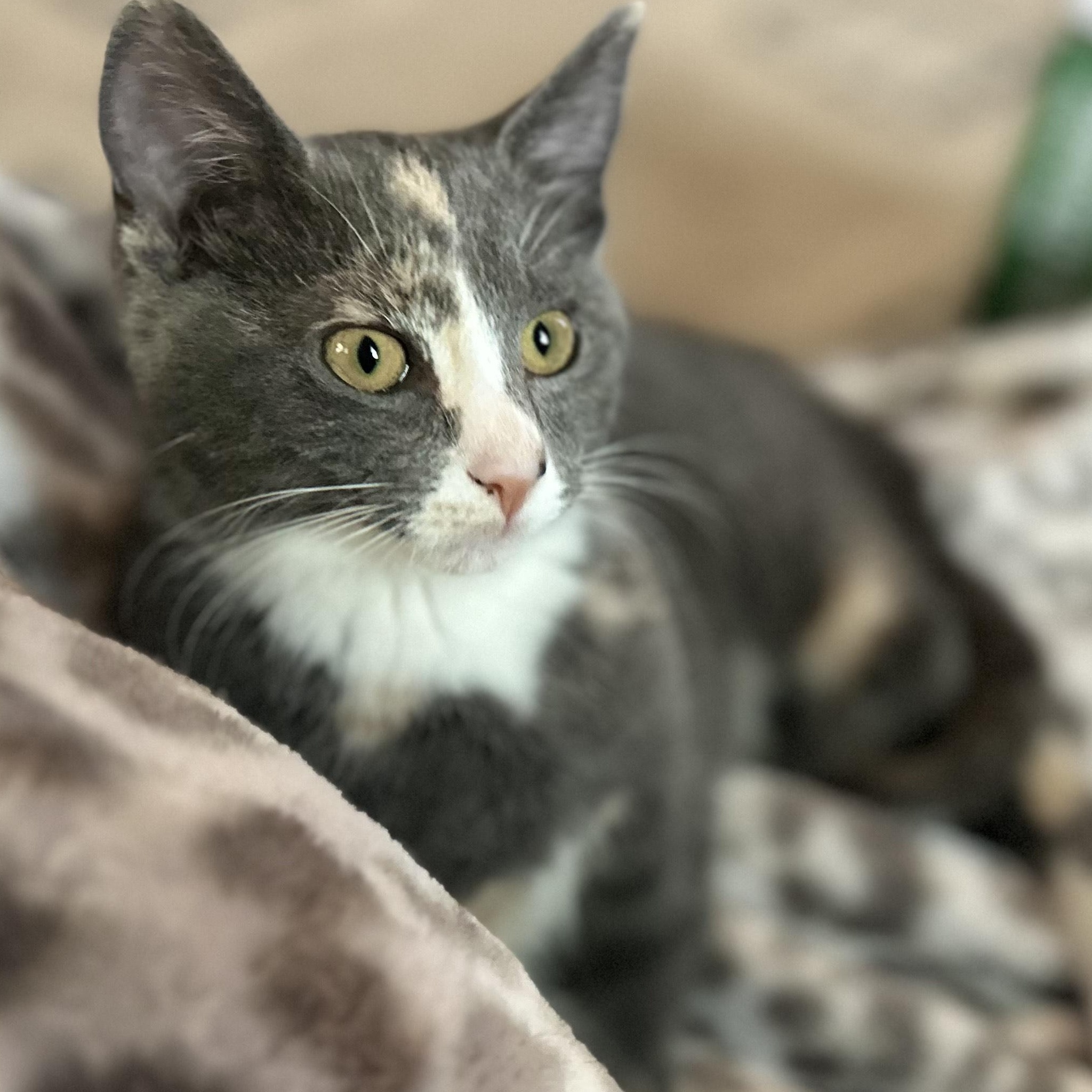 NORA—URGENT! photo 3