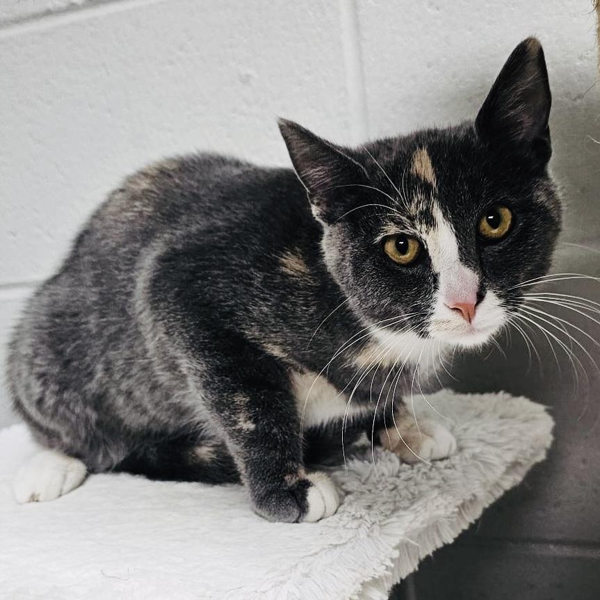 NORA—URGENT! photo 2