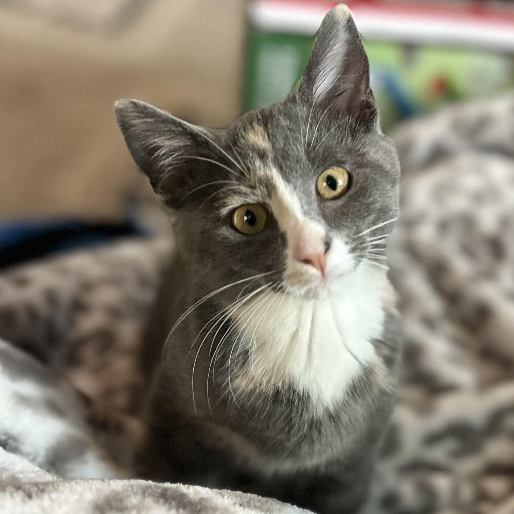 NORA—URGENT! photo 5