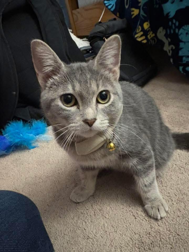 Enlarge Stone, a Adoptable mixed breed in Crystal Lake, IL image 3/3