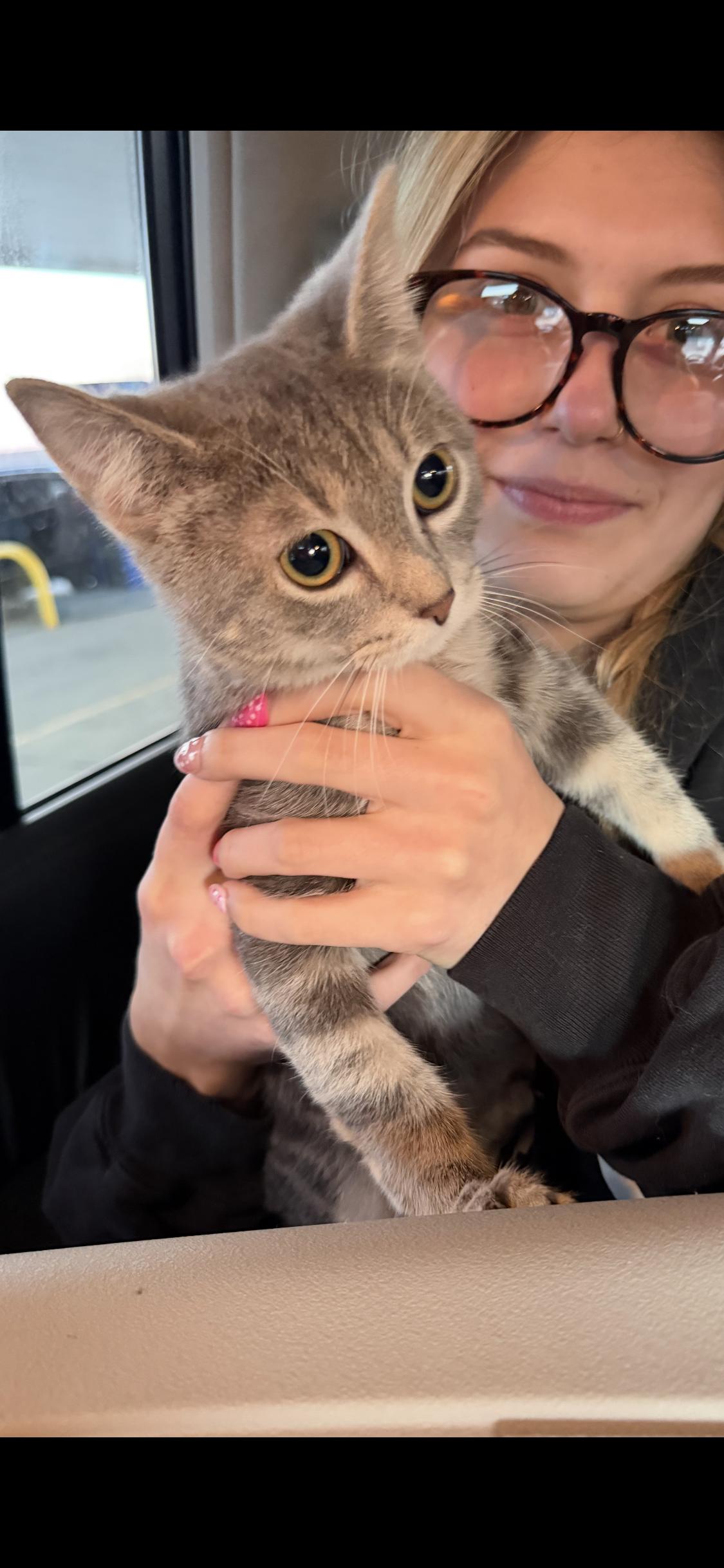 Stone, Adoptable, Kitten Male Domestic Short Hair.