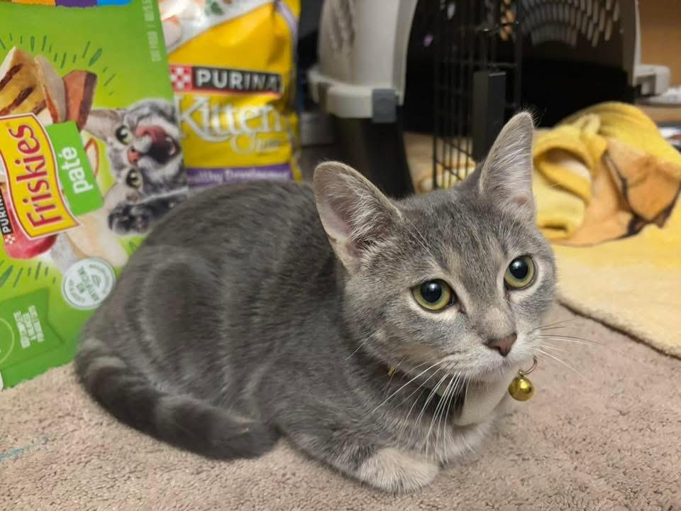 Enlarge Stone, a Adoptable mixed breed in Crystal Lake, IL image 2/3