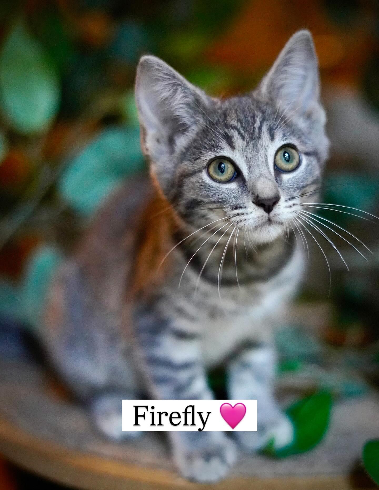 Firefly