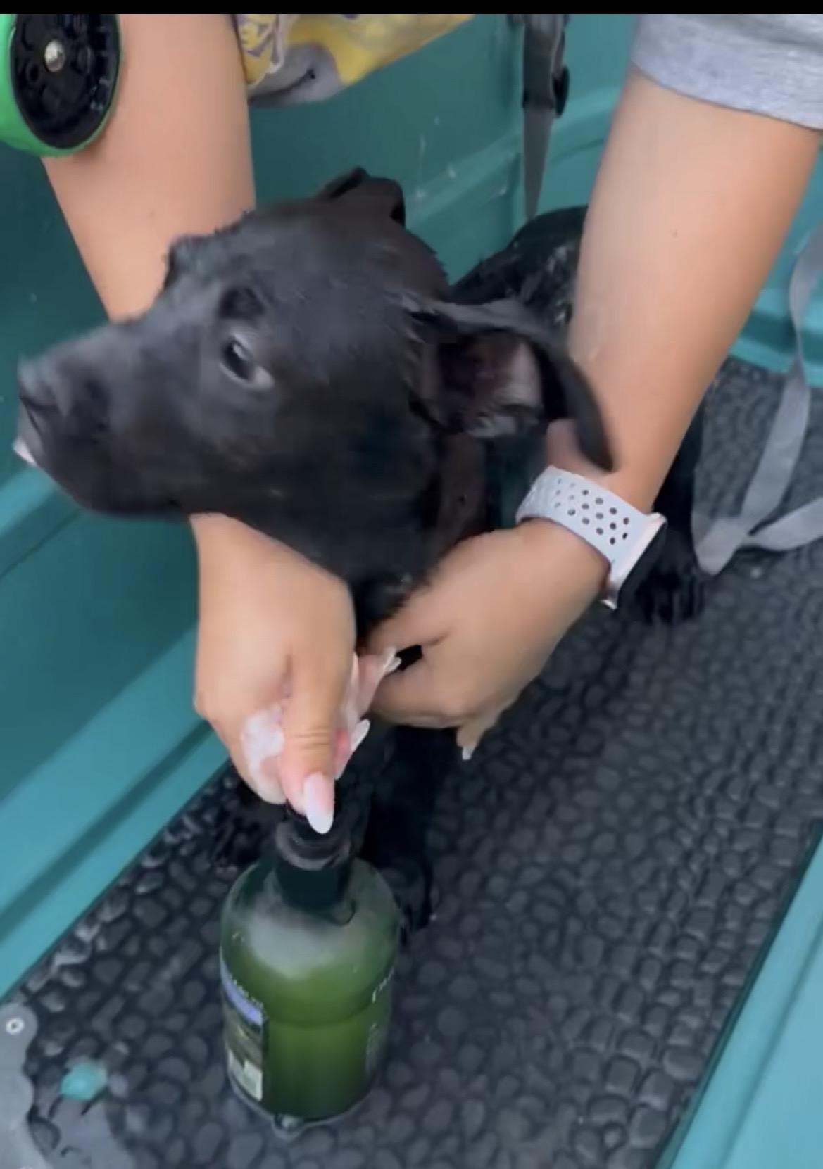 Cade, Adoptable, Puppy Female Pit Bull Terrier & Pembroke Welsh Corgi.