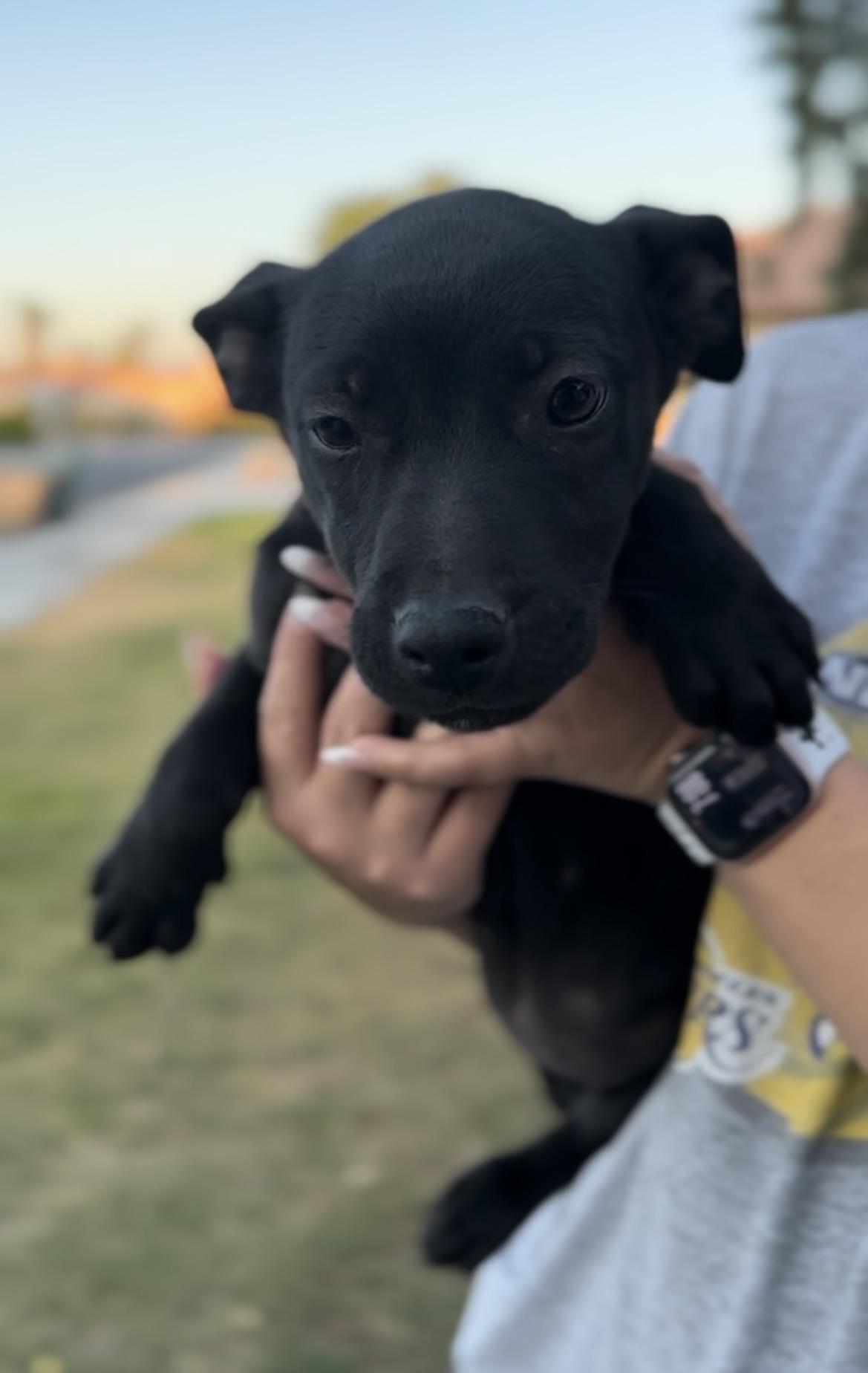 Enlarge Cade, a Adoptable mixed breed in Palm desert, CA image 2/3